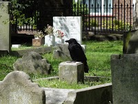 Brompton Cemetery 286157 Image 1